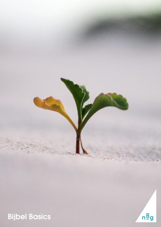 Veertigdagentijd en Pasen I: Zaaien en groeien